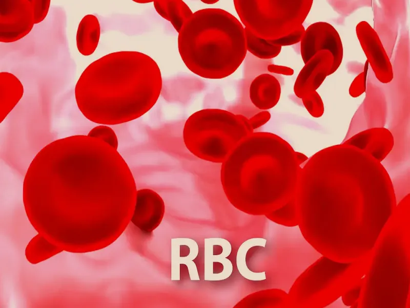 آزمایش RBC چیست؟